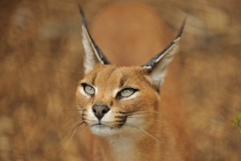 Каракал Нефертити