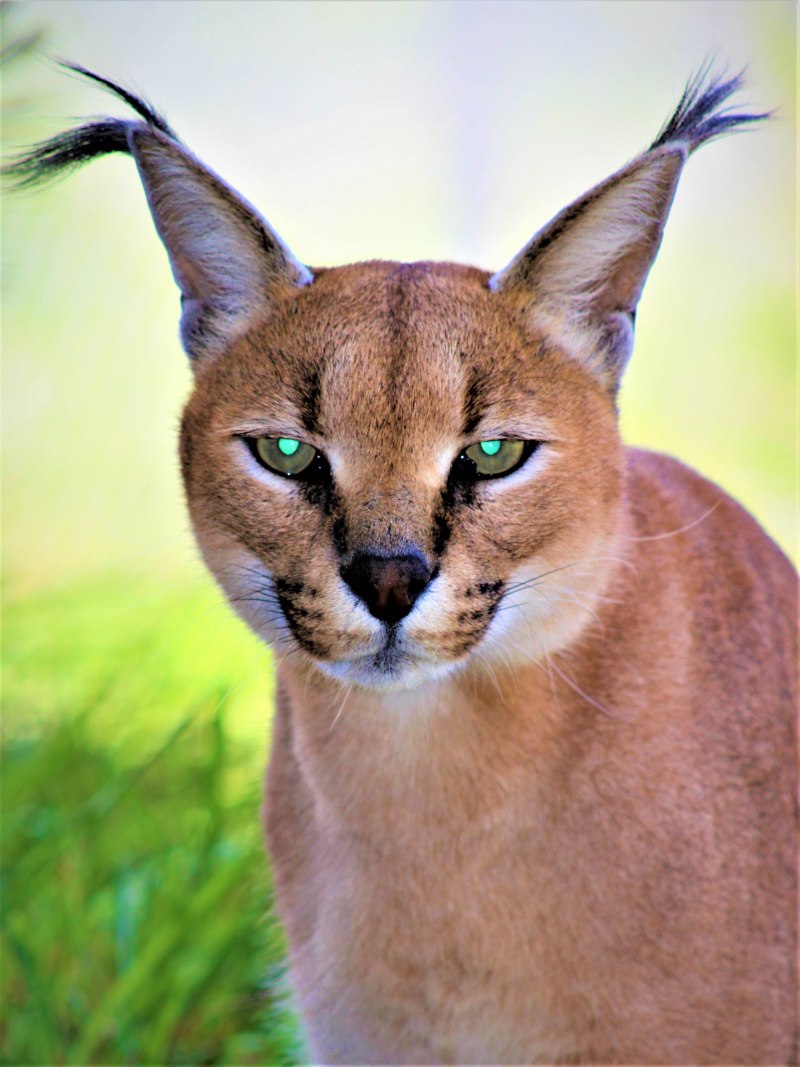 Каракал в полный рост