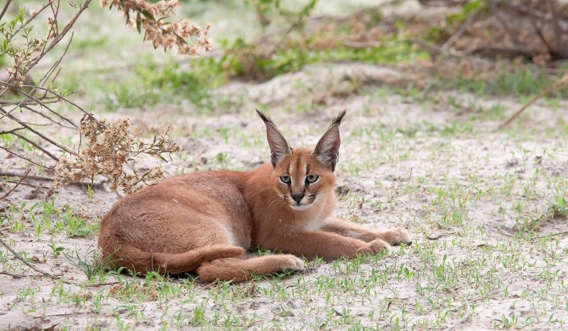 Каракал, пустынная Рысь