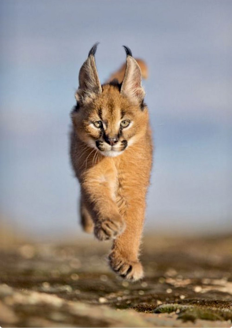 Степной Рысь Узбекистан