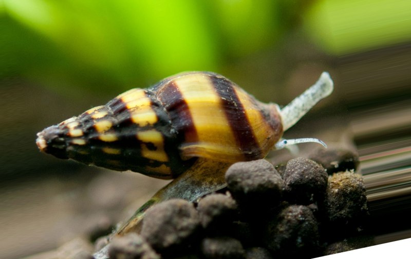 Аквариумная улитка Хелена