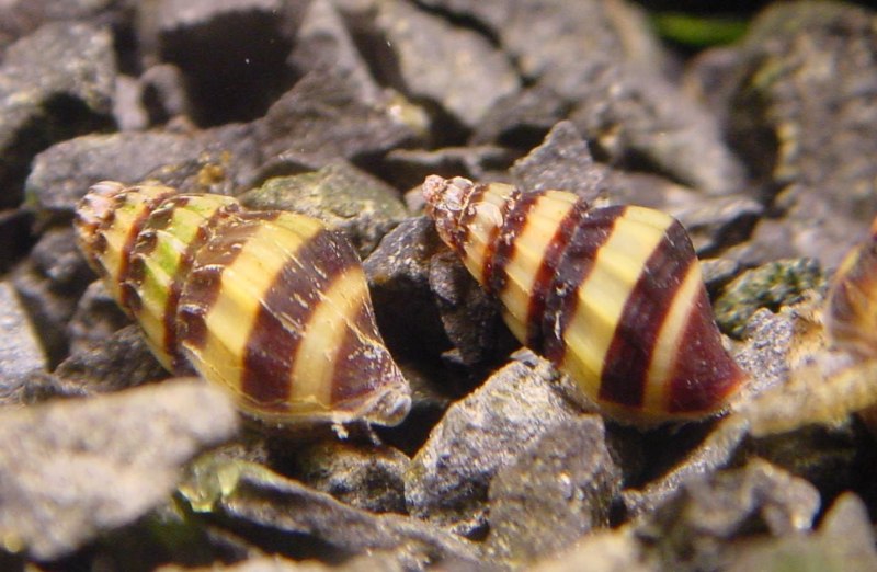 Улитка Хелена аквариумная Хелена