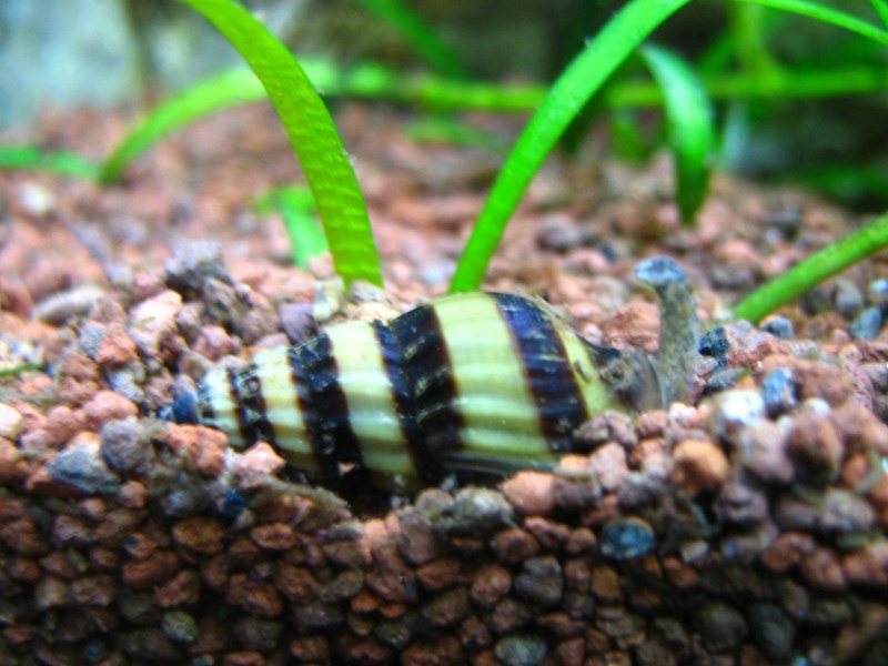 Хелена хищная