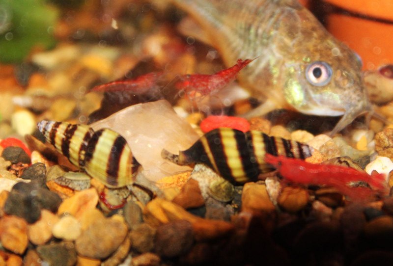 Улитки Теодоксусы