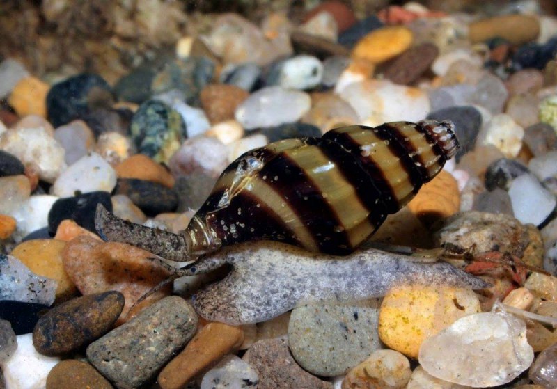 Улиткоед Хелена