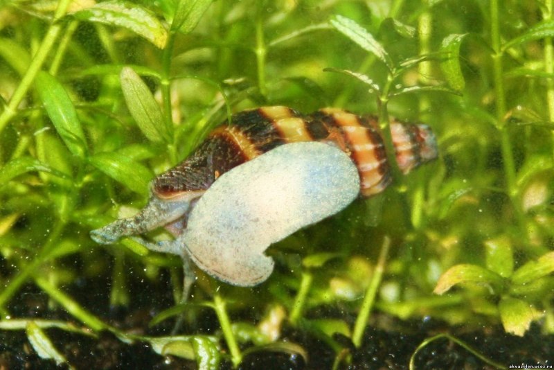 Хищные аквариумные улитки