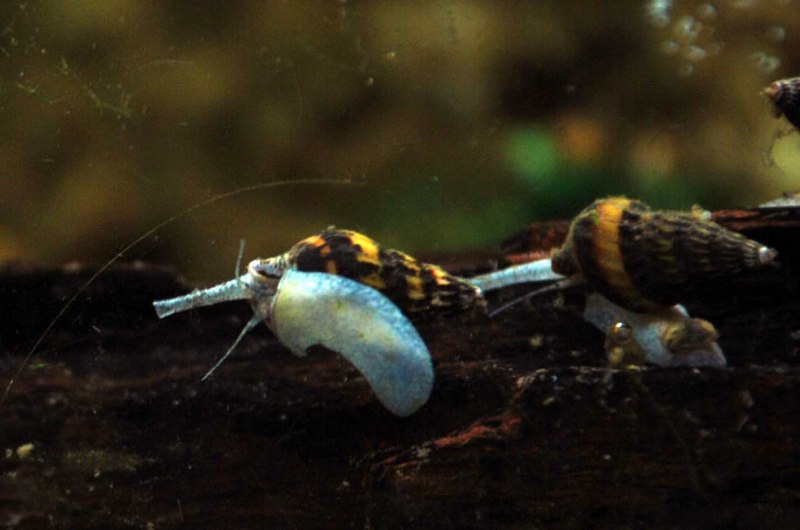 Улитка Хелена мальки