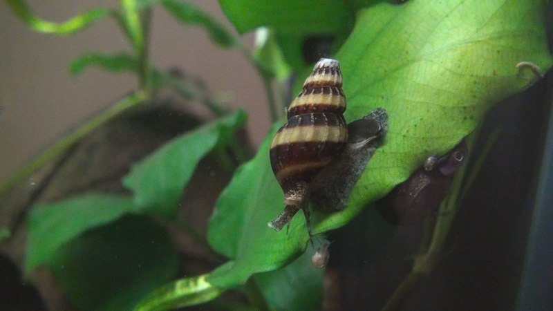 Яйца улитки Хелены