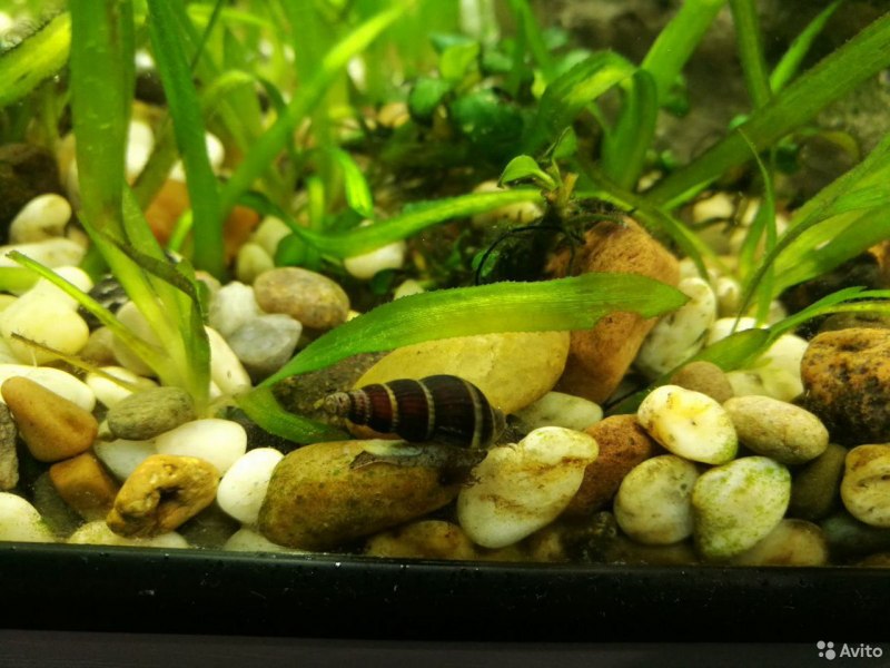 Улитка Голиаф аквариумная
