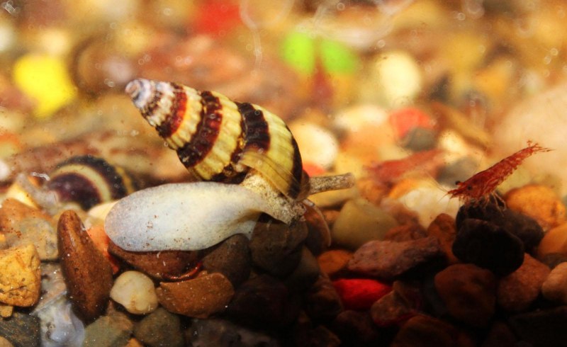 Аквариумная улитка Хелена