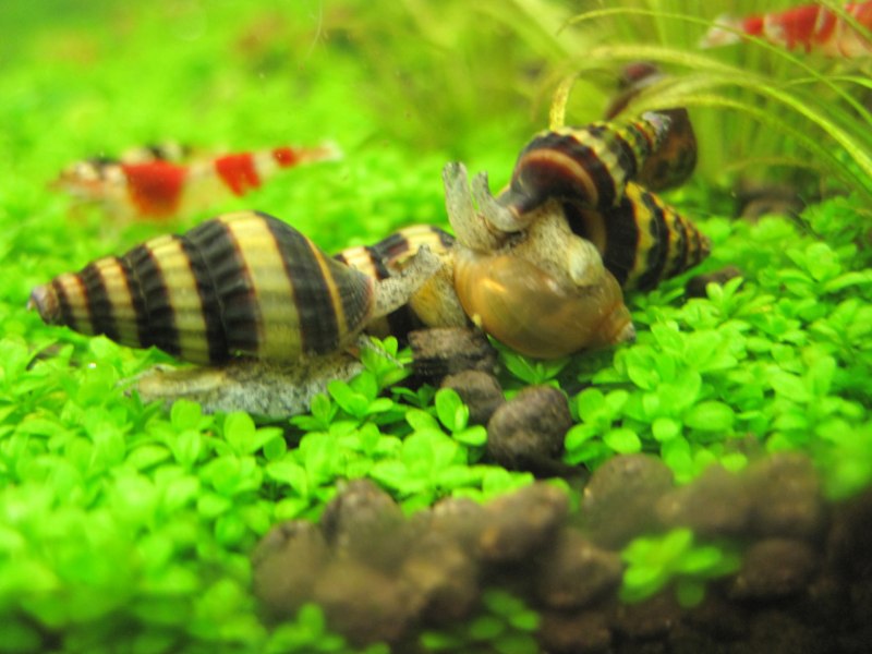 Улитка Хелена (Anentome Helena)