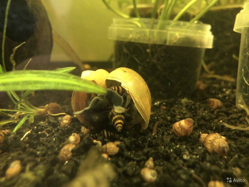 Улитка Хелена мальки