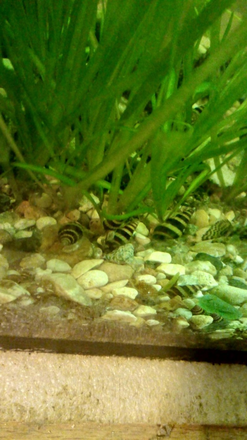 СЛИЗНЯК улитка