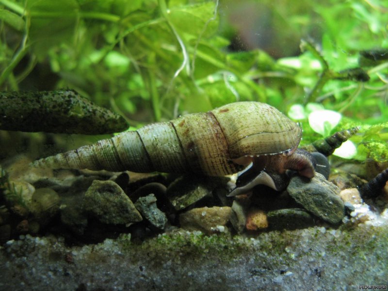 Улитка Хелена призрак