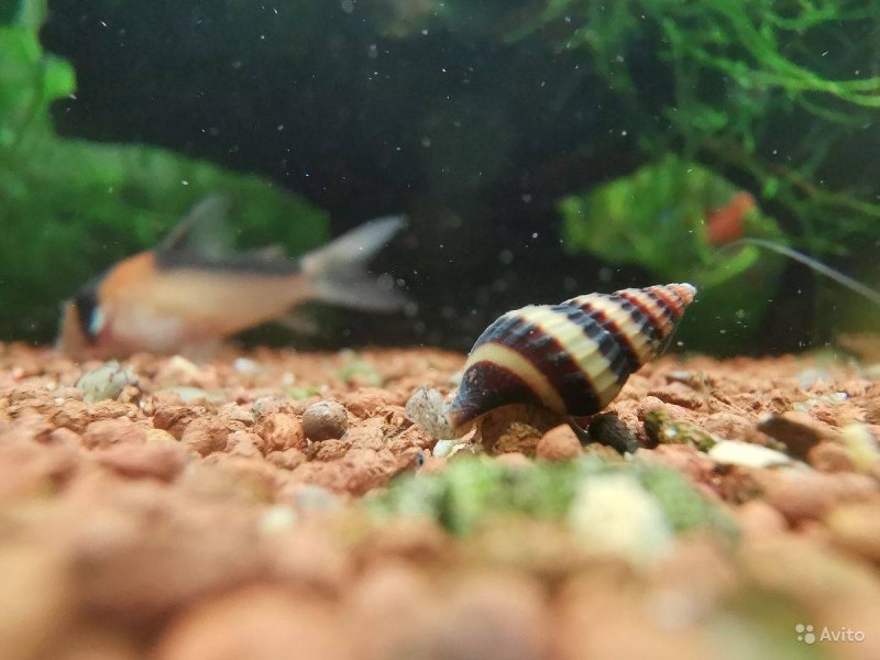 Аквариумная улитка Хелена