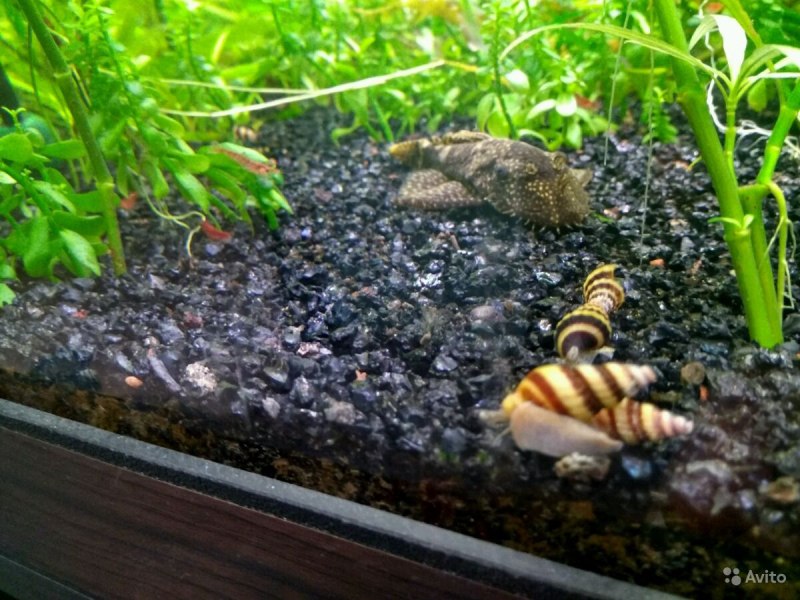 Улитка Хелена мертвая