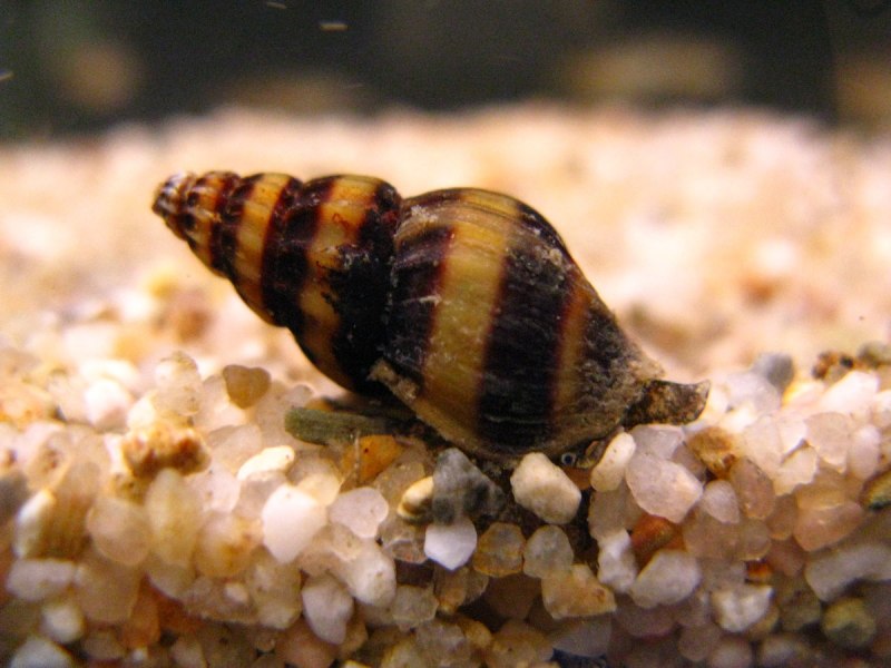 Гигантская Плотоядная улитка Powelliphanta