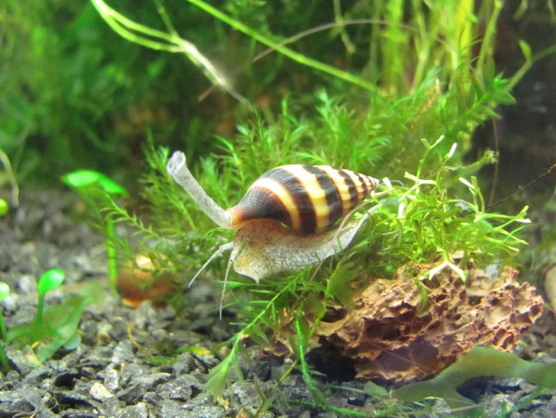 Улитка Хелена