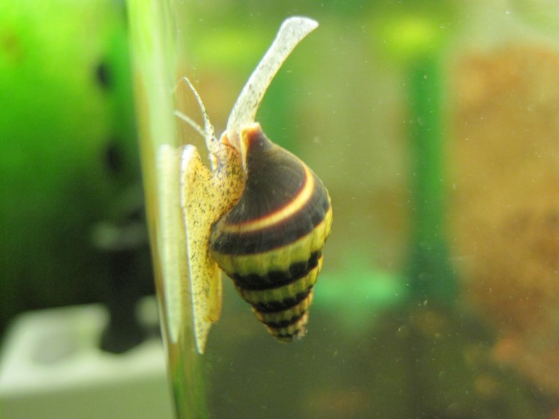 Аквариумная улитка Хелена