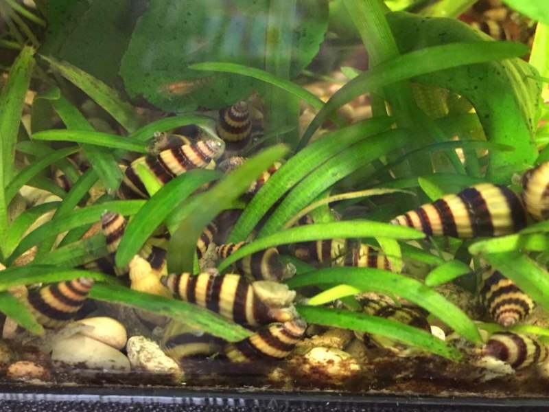 Личинка улитки Хелены