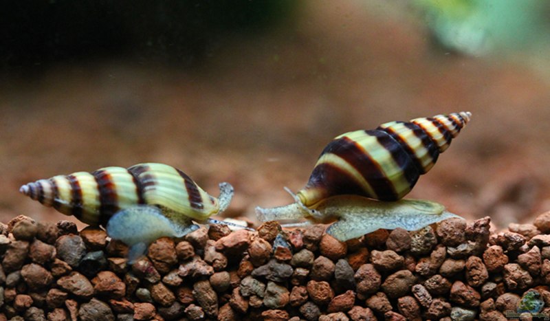 Улитка улиткоед Хелена