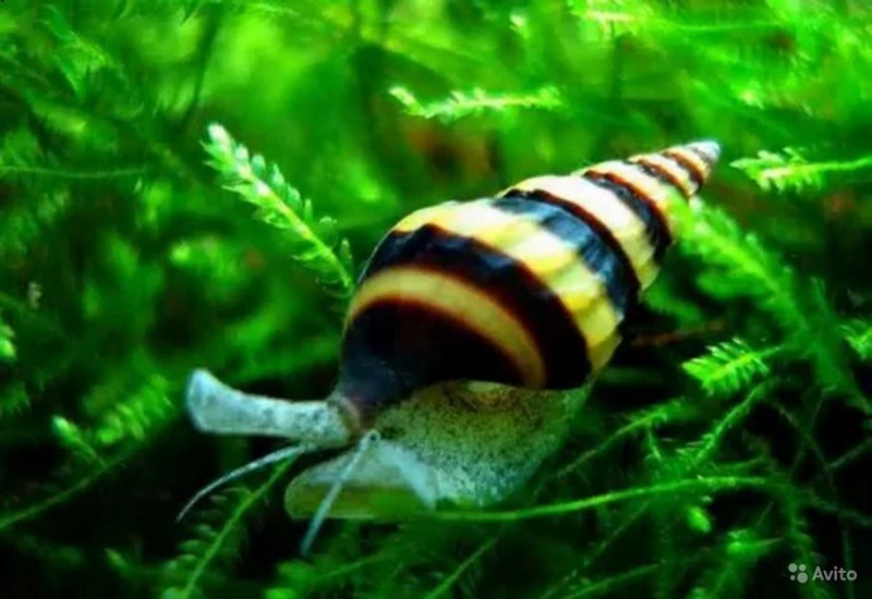 Аквариумная улитка Хелена