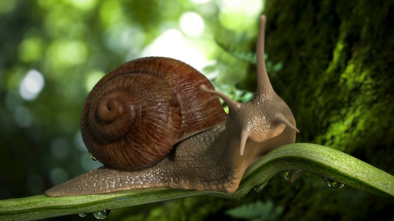 Сомик улитки в аквариуме