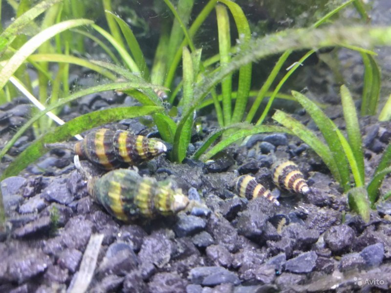 Улитка Хелена