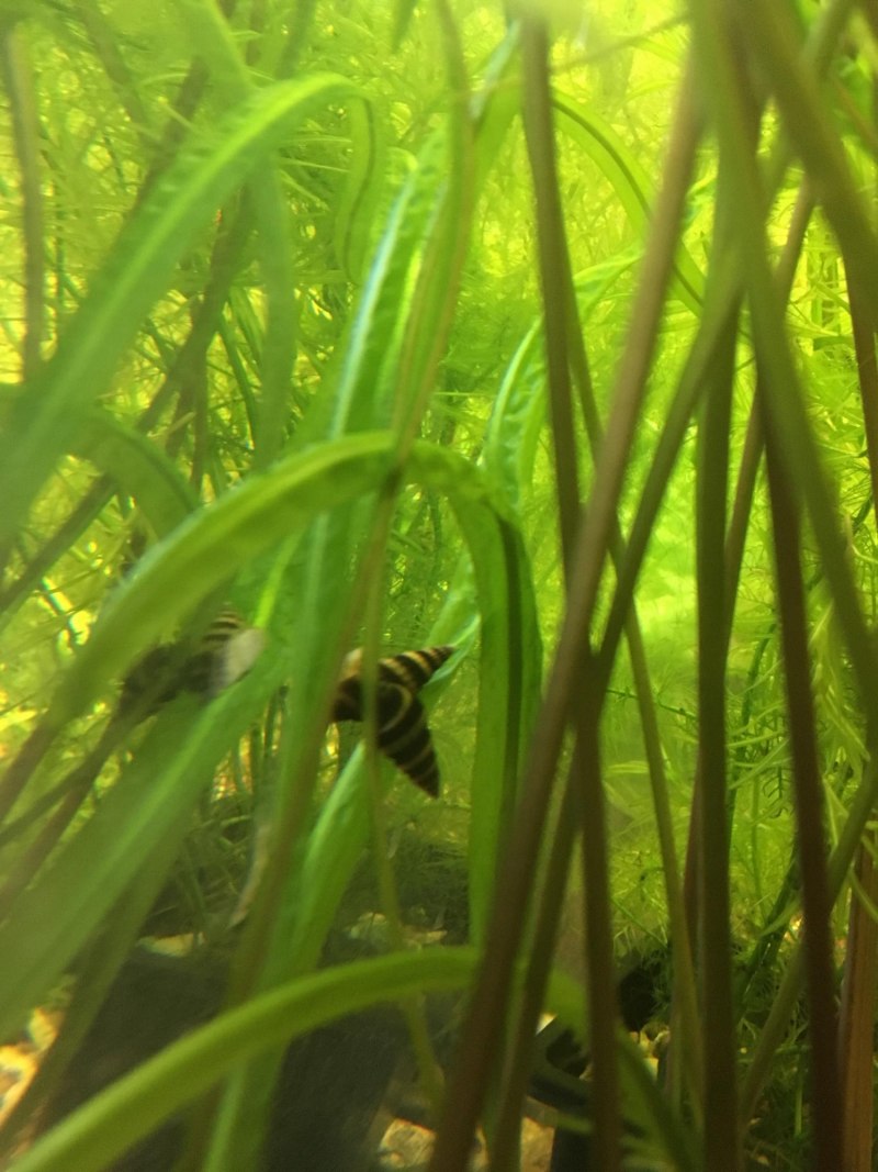 Аквариумные улитки Мелании