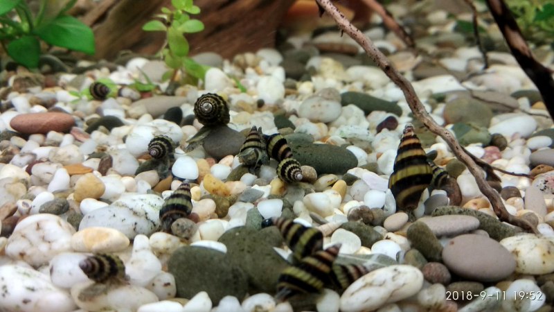 Улитка Хелена каннибал