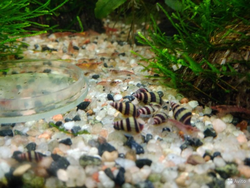 Улитка Хелена мертвая