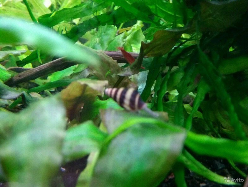 Улитка Неретина теодоксус