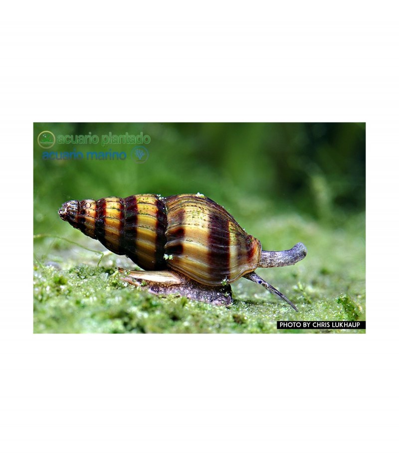 Хелена улитка в аквариуме