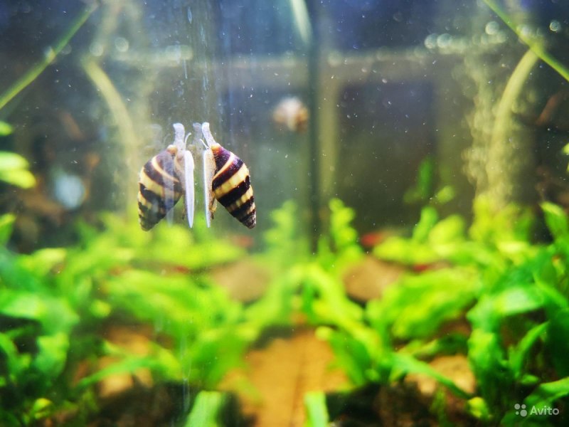 Личинка Хелены