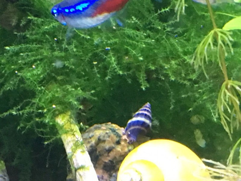 Сухопутные моллюски