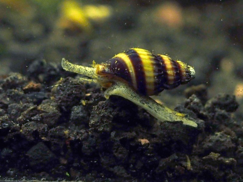 Спаривание улитка Хелена