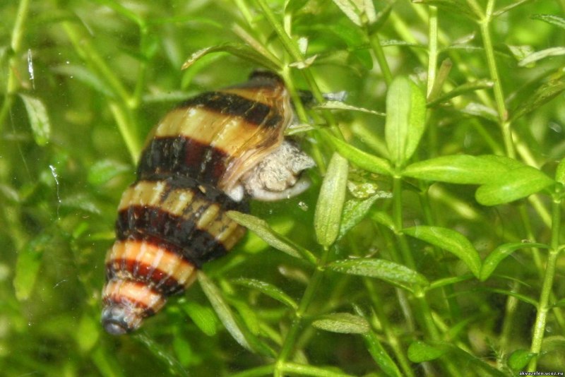 Хелена улитка и ампулярия