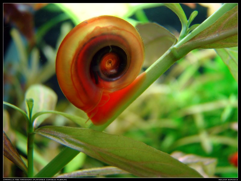 Мелания туберкулата