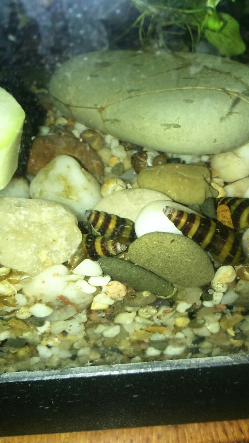 Мелания гранифера улитка