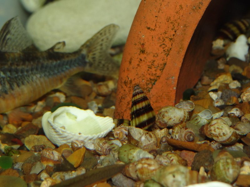 Улитка Хелена маленькая