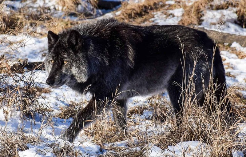 Канадский волк меланист