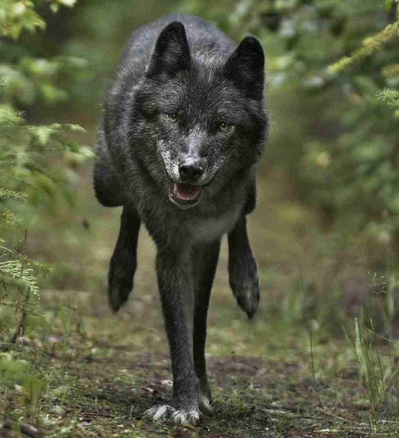 Канадский волк меланист