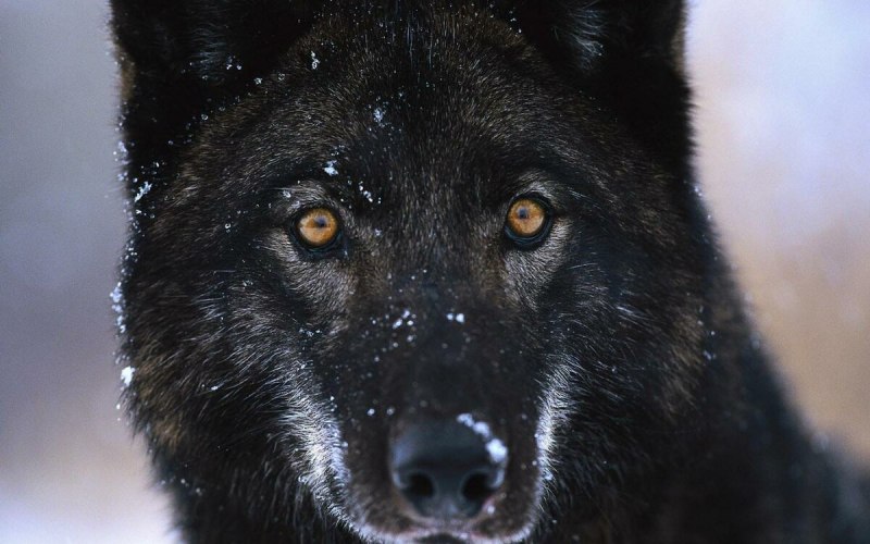 Волкособ черный