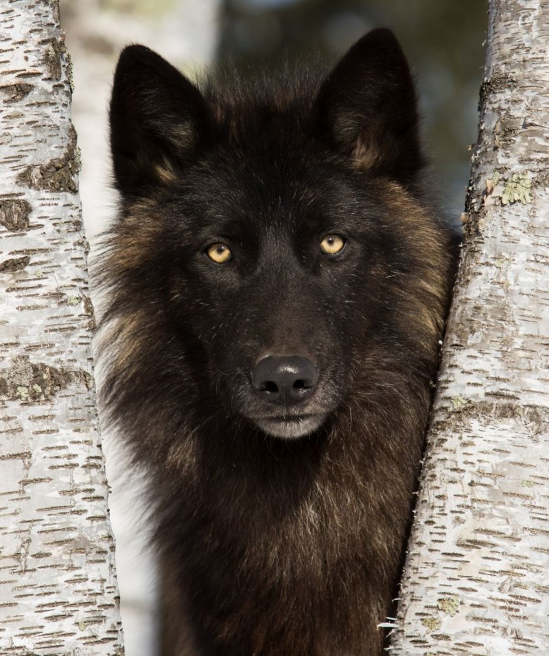 Флоридский чёрный волк