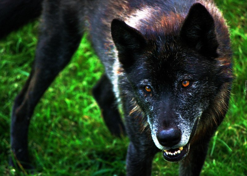Черный Аляскинский волк