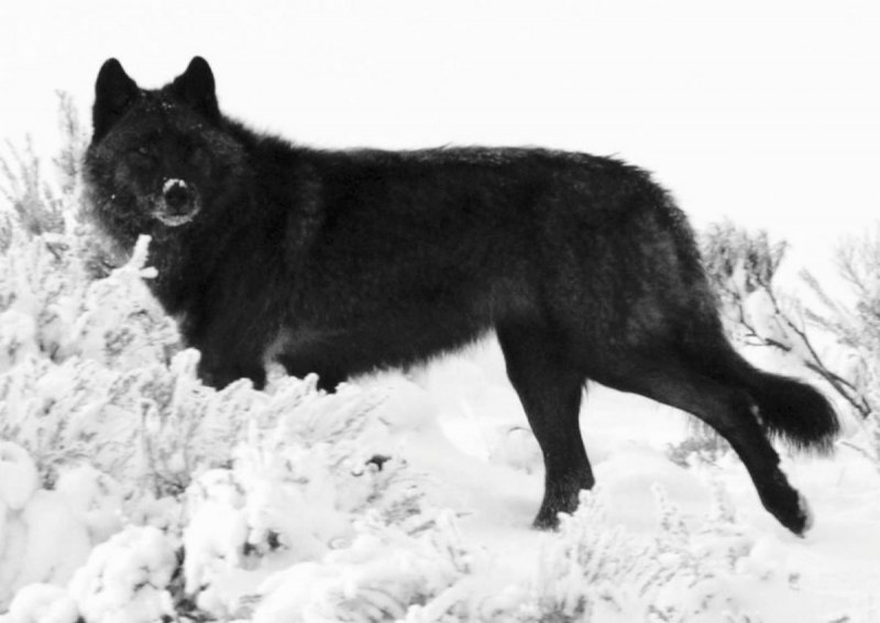 Канадский Бизоний волк