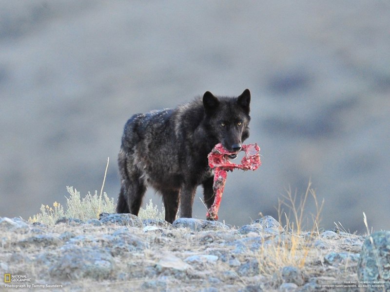 Черный волк