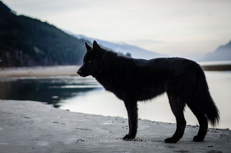 Волкособ канадский черный волк