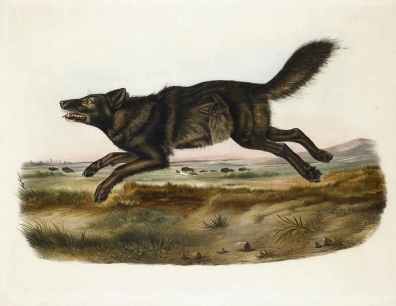 Флоридский чёрный волк