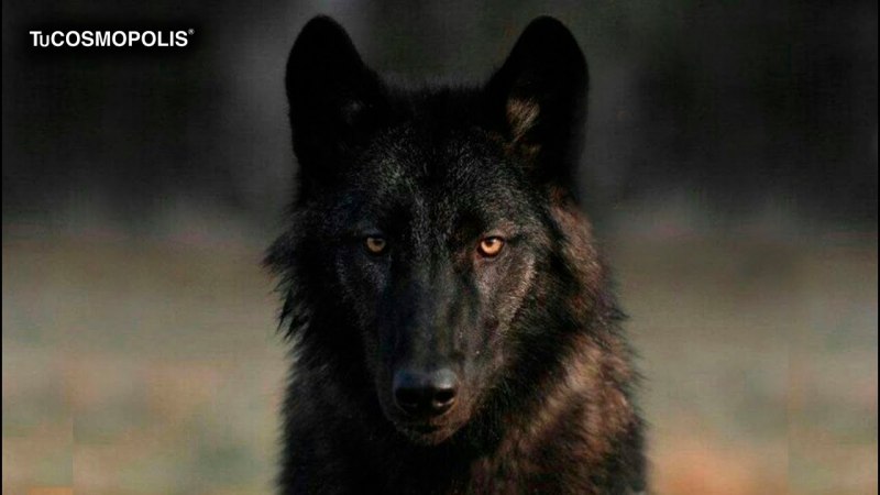 Канадский волк гетерохромия